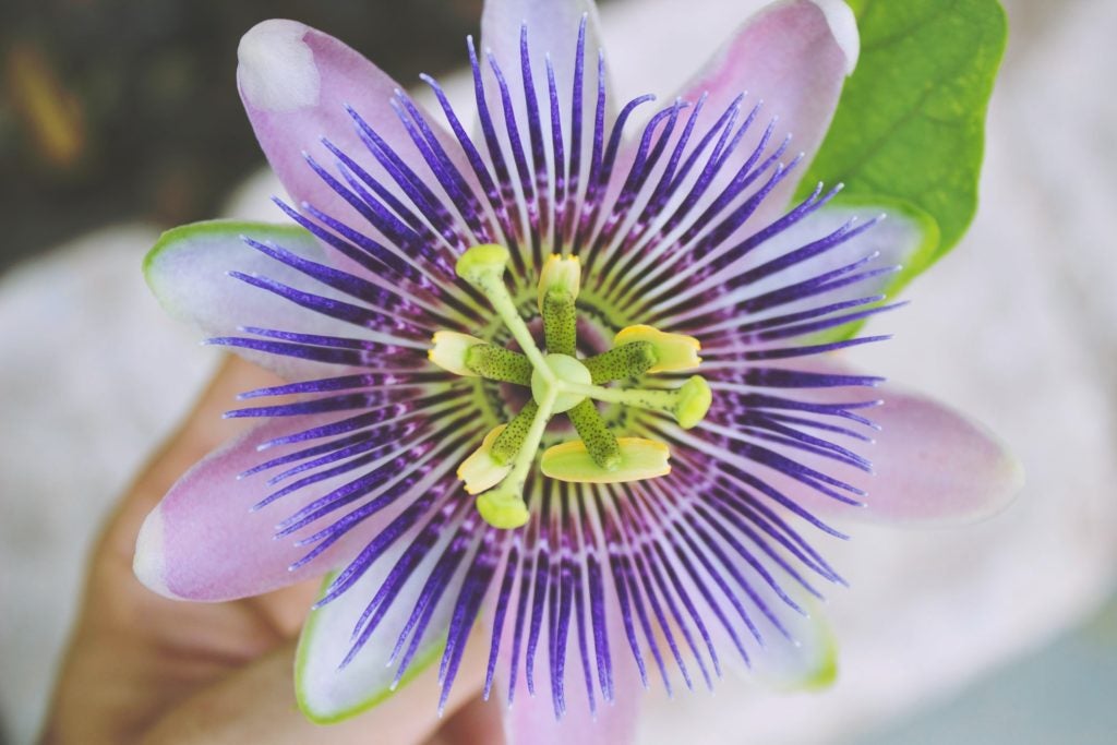 Close-up of vibrant passionflower bloom