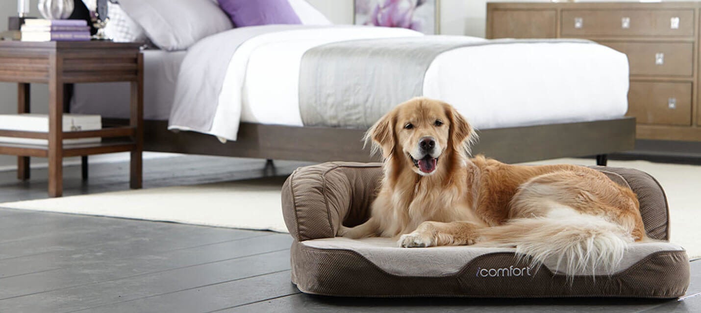 Golden retriever on iComfort pet bed