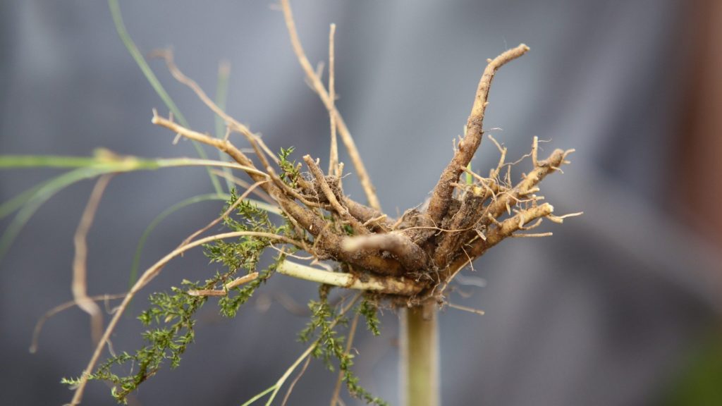 Close-up of plant roots on stand