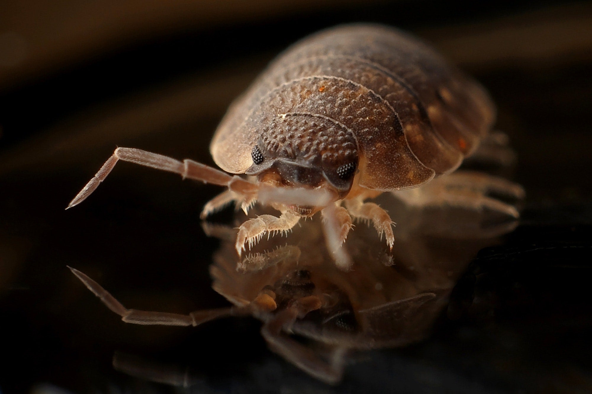 Home Treatment for Bedbugs: 5 DIY Solutions